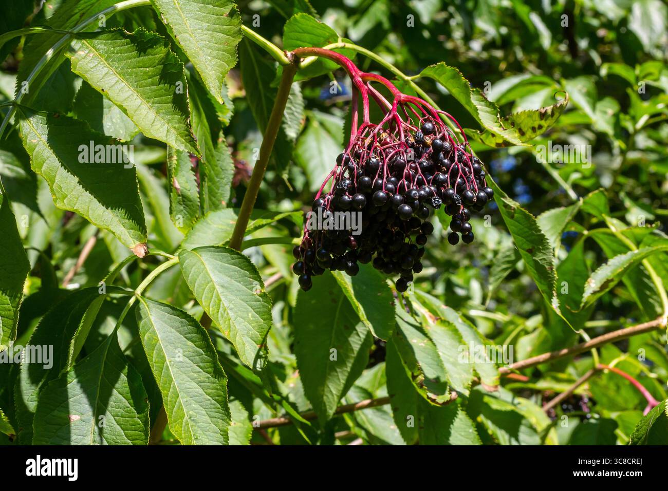 sambucus nigra, sureau, baies de sureau mûres noires sur le gros plan de brindille. Banque D'Images