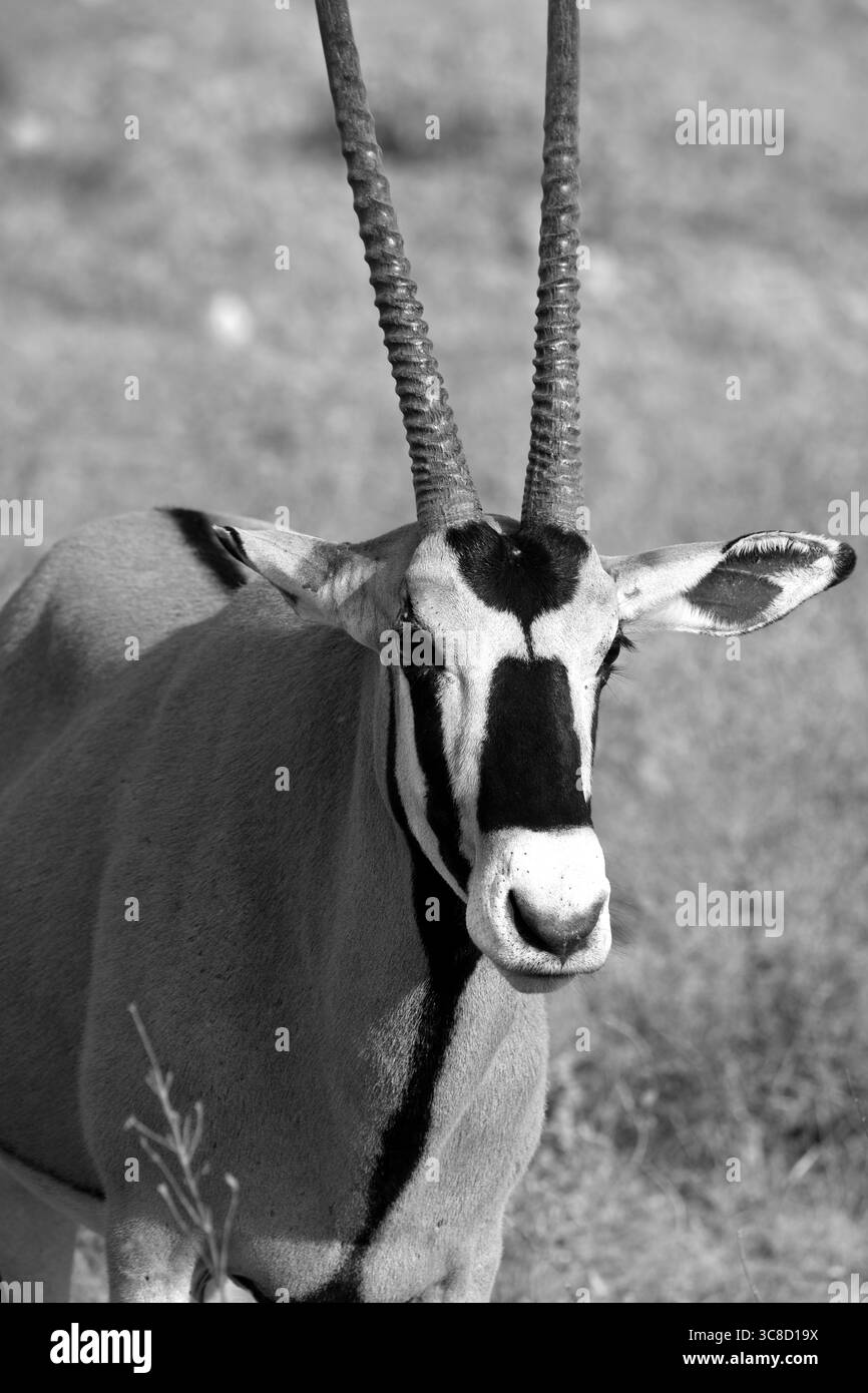 Portrait Oryx Banque D'Images Portrait Oryx Banque D'Images