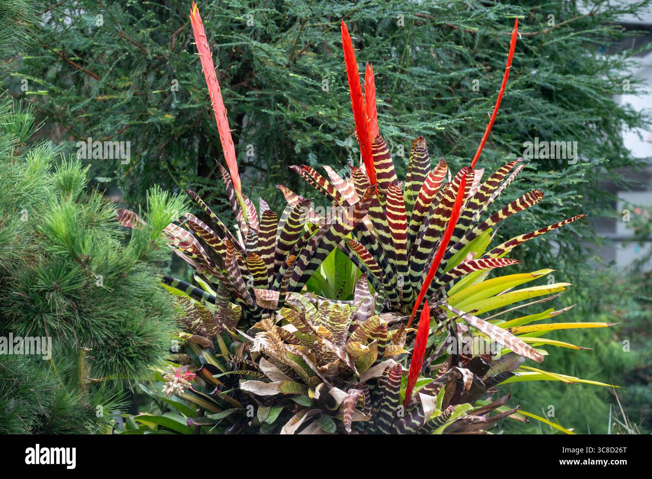 Exposition florale dans Cloud Forest, Gardens on the Bay, Singapour Banque D'Images