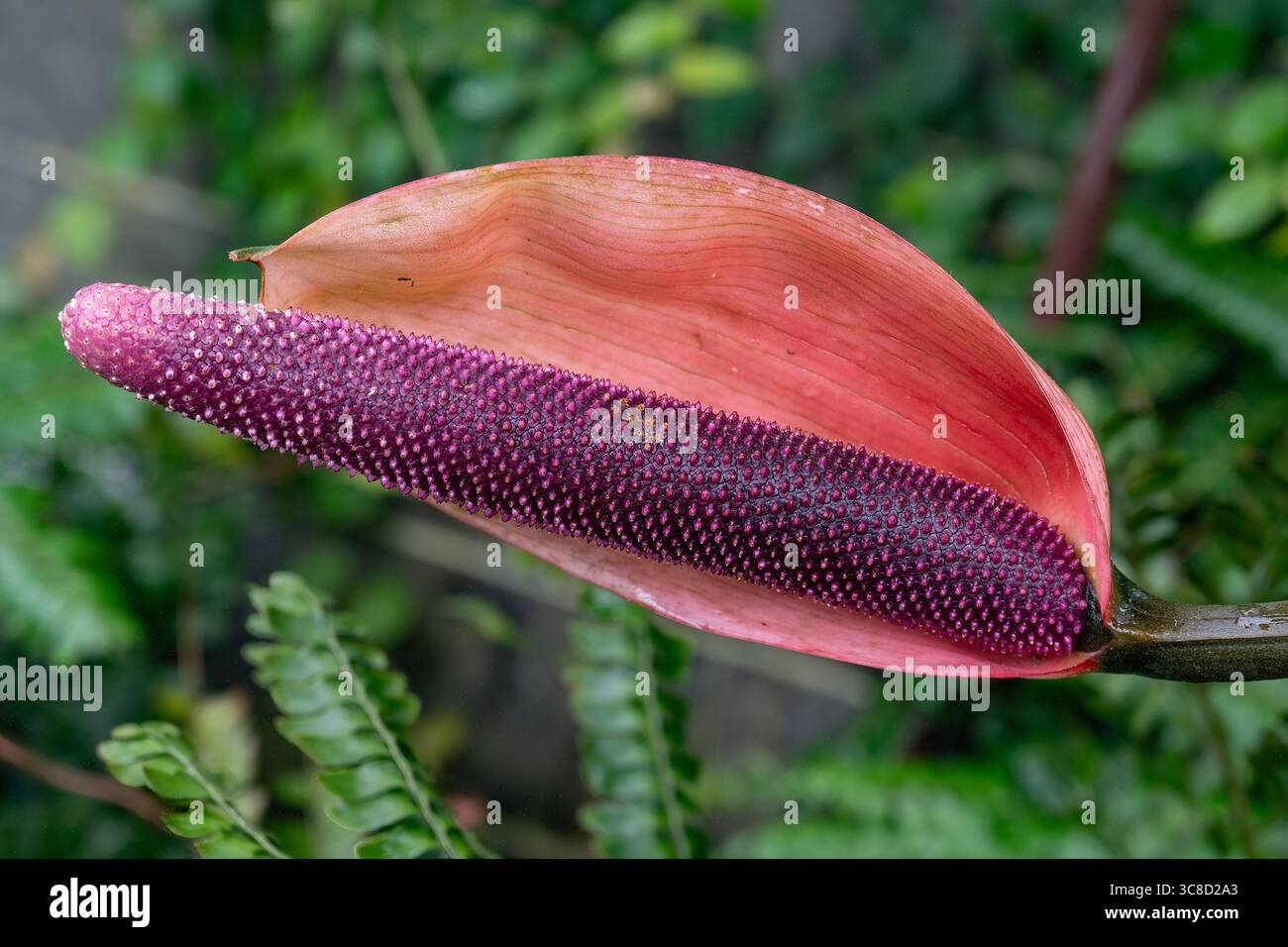 Anthurium andreanum, beauté rouge Banque D'Images