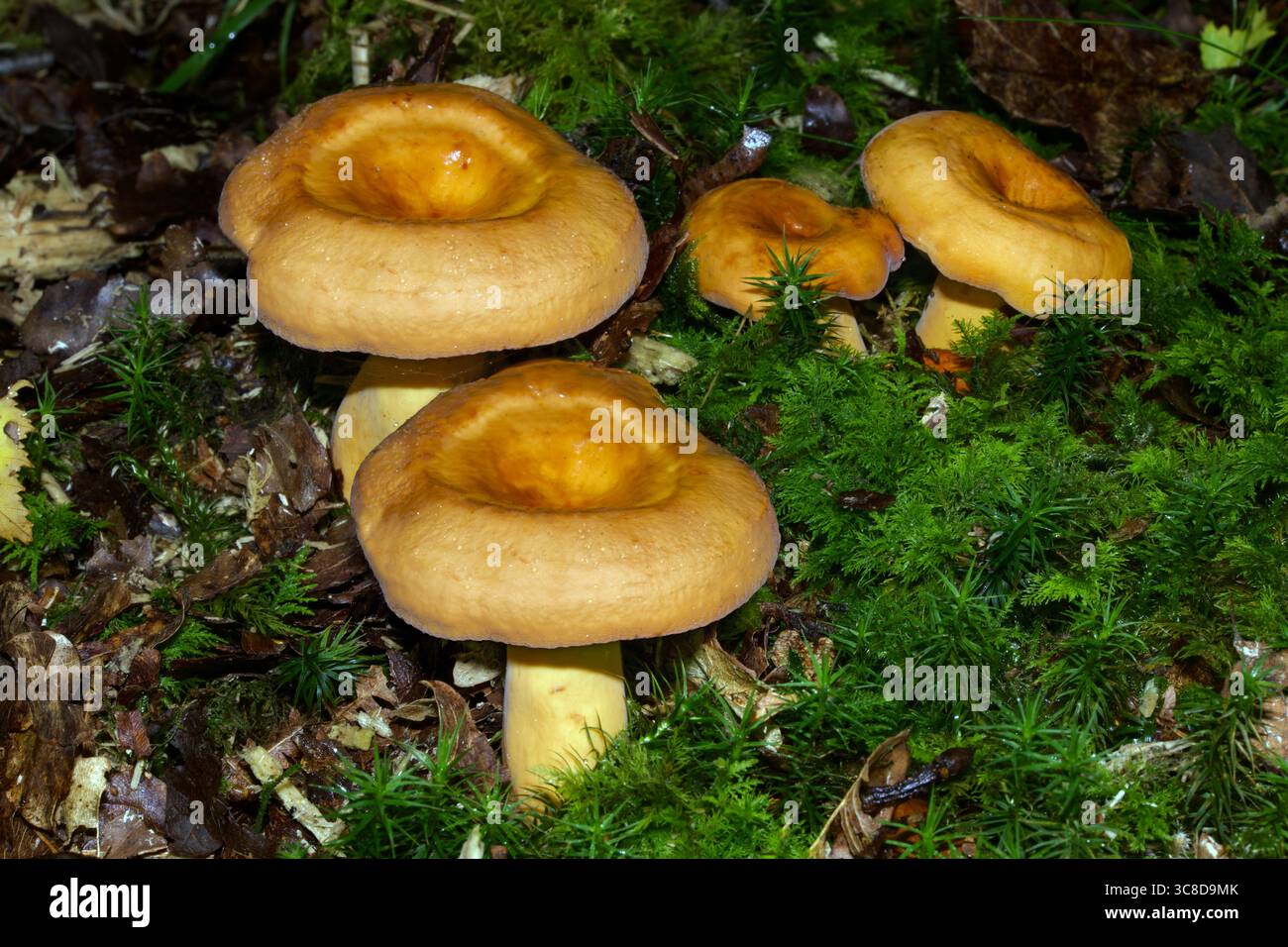 Lactifluus volemus (chapeau de lait pleureur) est un champignon mycorhizien trouvé chez les conifères et les feuillus. Il se rencontre dans les régions tempérées du nord. Banque D'Images Lactifluus volemus (chapeau de lait pleureur) est un champignon mycorhizien trouvé chez les conifères et les feuillus. Il se rencontre dans les régions tempérées du nord. Banque D'Images