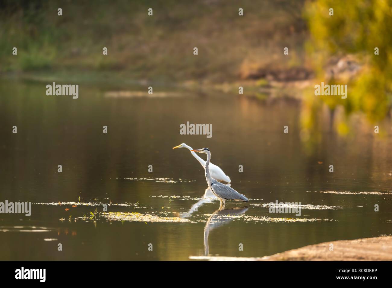 Héron gris ou Ardea cinerea oiseau avec réflexion dans l'eau en hiver saison safari du soir keoladeo parc national forêt bharatpur Bird Sanctuary inde Banque D'Images