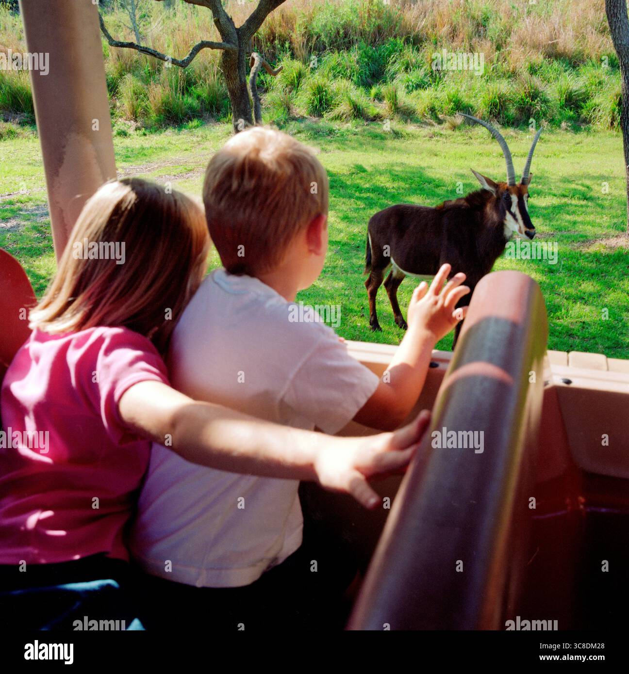 Royaume animal de Walt Disney World Banque D'Images