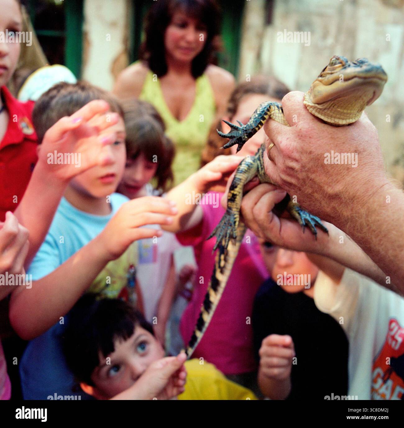 Royaume animal de Walt Disney World. Banque D'Images