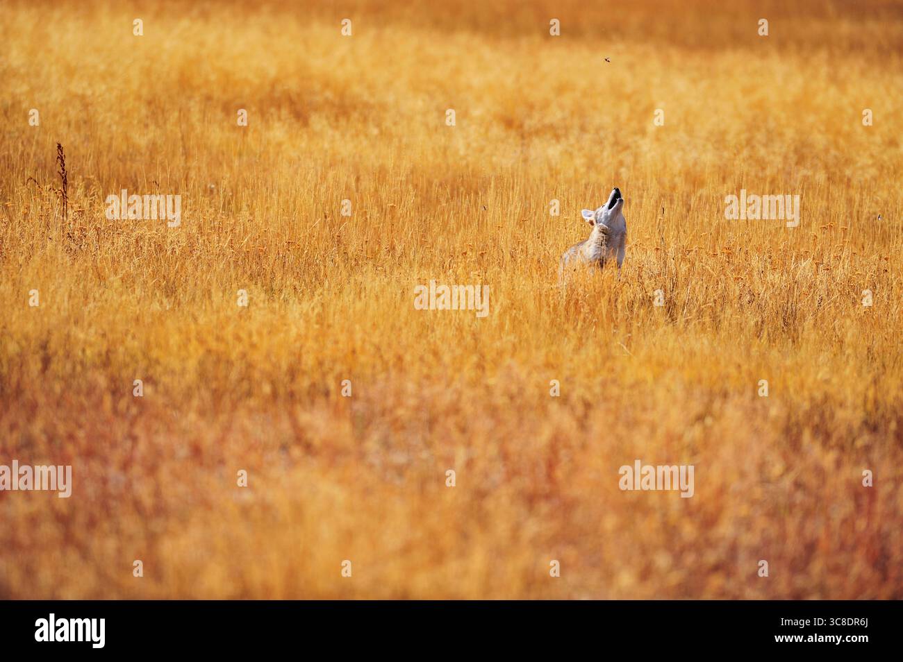 Un coyote chassant les insectes dans une prairie dorée dans le parc national de Yellowstone dans le Wyoming. Banque D'Images