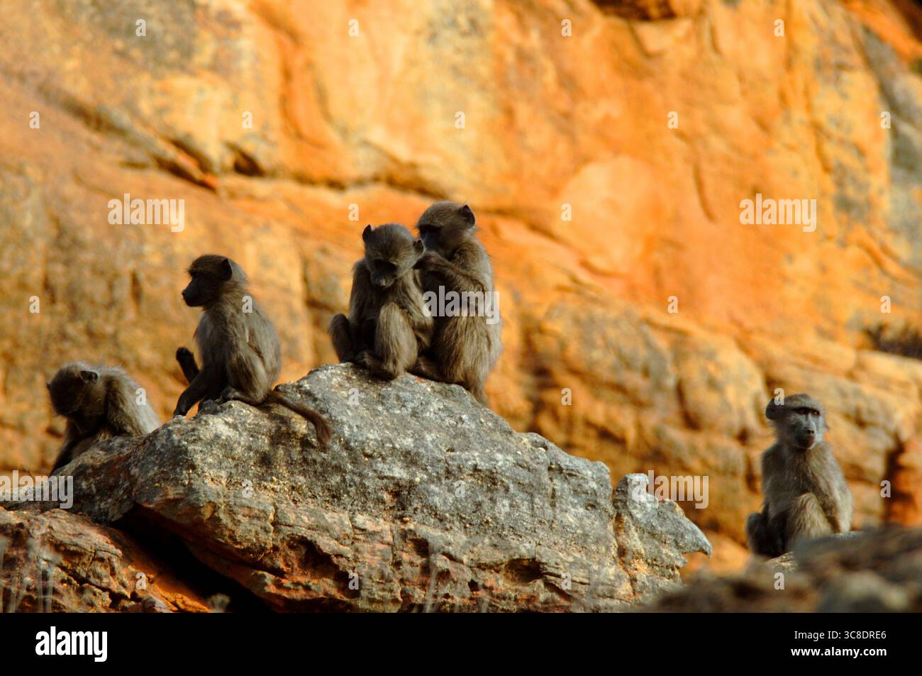 Une troupe de babouins Chacma (Papio ursinus) se bronzant et se toilettant sur les falaises de grès de la région sauvage de Cedarberg en Afrique du Sud. Banque D'Images Une troupe de babouins Chacma (Papio ursinus) se bronzant et se toilettant sur les falaises de grès de la région sauvage de Cedarberg en Afrique du Sud. Banque D'Images
