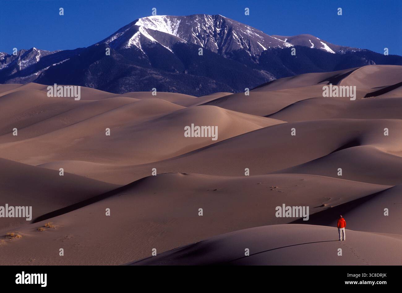 Un homme en veste rouge dans l'arrière-pays du parc national Great Sand Dunes regardant les montagnes de Sangre de Cristo par un matin sans nuages. Banque D'Images