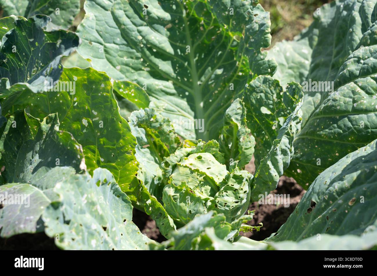 Les plantes de chou vert vibrantes mettent en valeur leur croissance saine dans un espace de jardin ensoleillé et florissant Banque D'Images