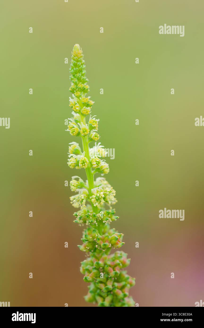 Un pic fleuri de Reseda luteola, (les noms communs incluent la fusée de teinture, l'herbe de teinture, la soudure, le bois et l'herbe jaune). Banque D'Images