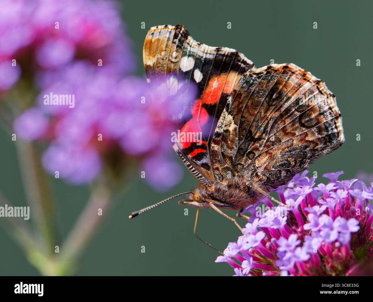 Un papillon de l'Amiral rouge, (Vanessa atalanta), avec des ailes fermées alors qu'il se nourrit d'une fleur de verveine Banque D'Images
