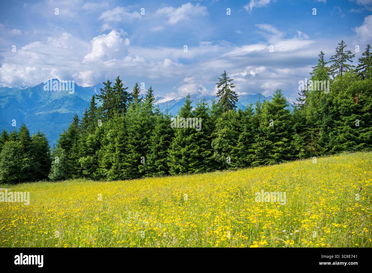 Soleil et flore printanière et pins en été dans la région montagneuse autrichienne de Zell am See Banque D'Images