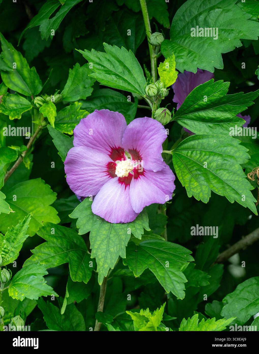 Hibiscus lilas (Alyogyne huegelii) Banque D'Images