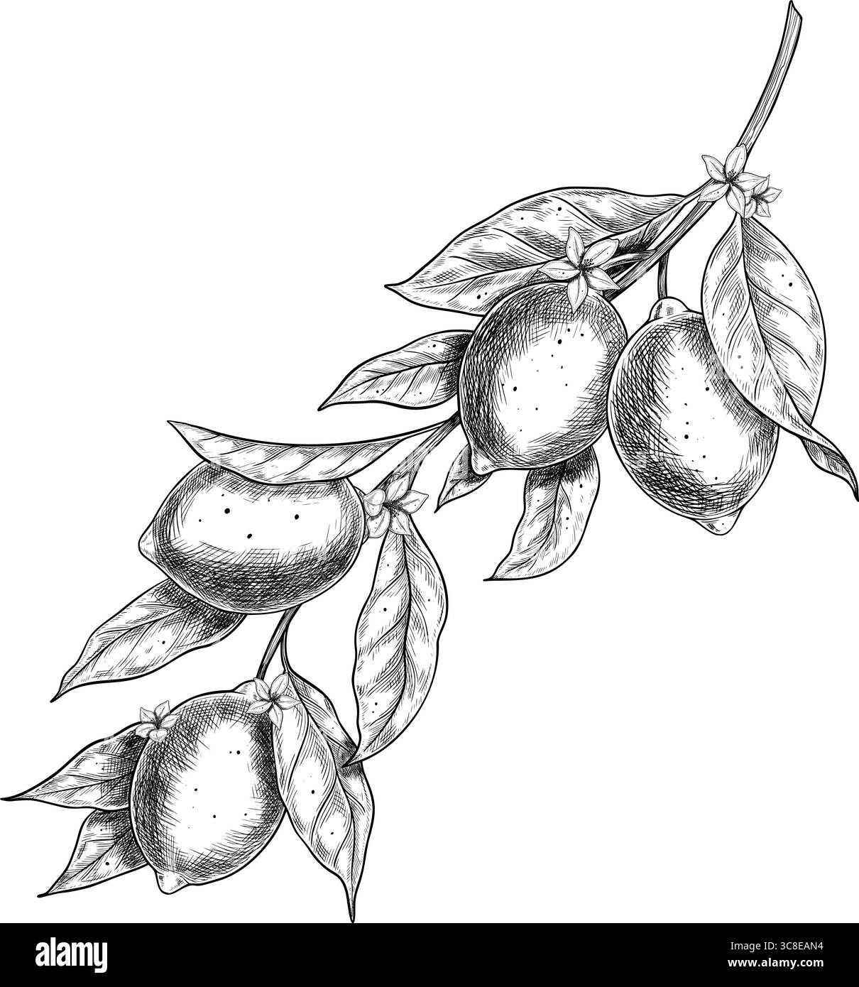 Illustration vectorielle de branche de citron avec des feuilles, des agrumes et des fleurs. Gravure botanique de Limes dessinée à l'encre noire. Gravure pour emballages alimentaires, étiquettes et décoration de produits. Illustration de Vecteur