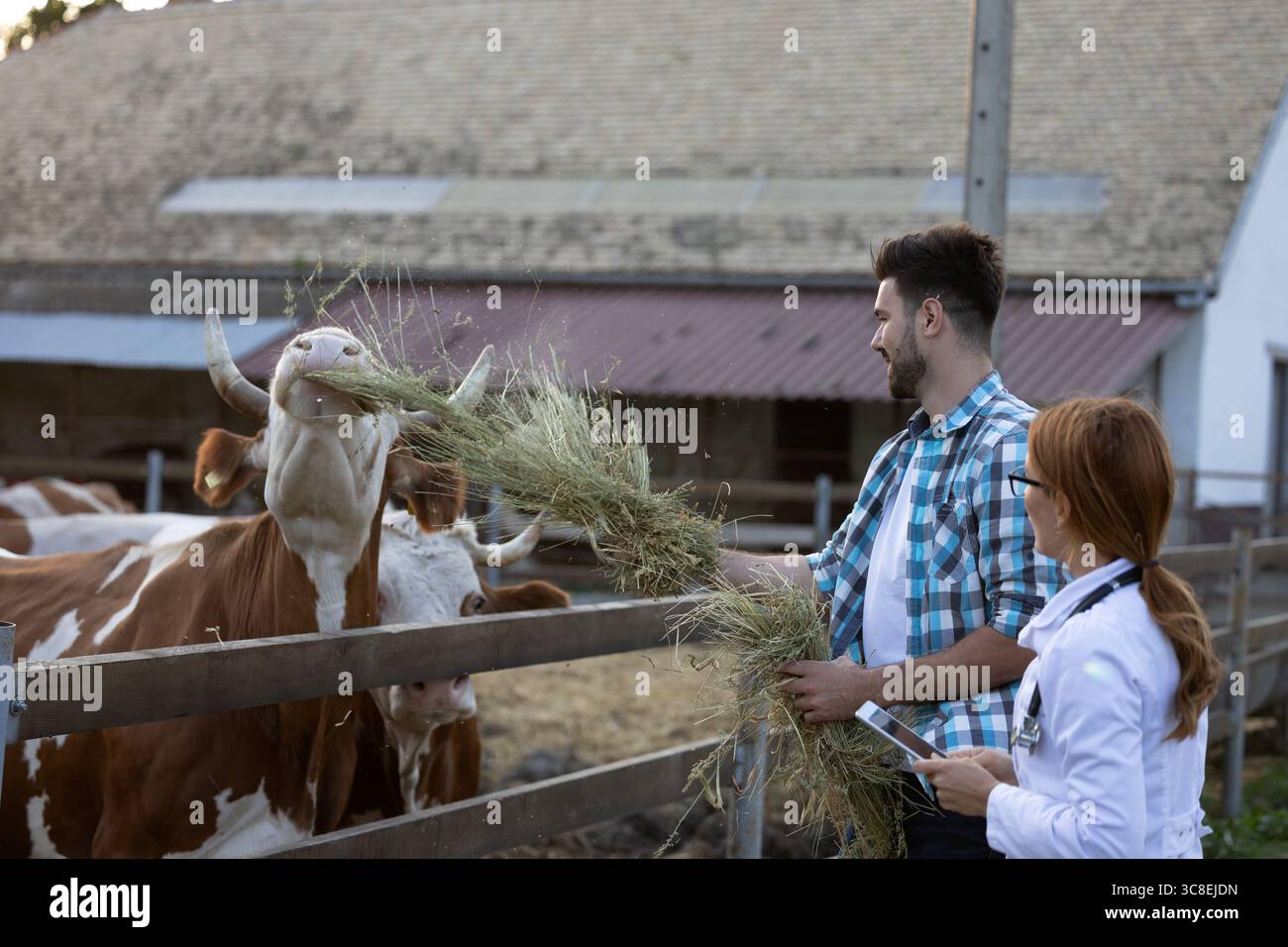Bel homme nourrissant les vaches avec du foin dans une ferme tandis que la femme vétérinaire regarde avec tablette à la main Banque D'Images