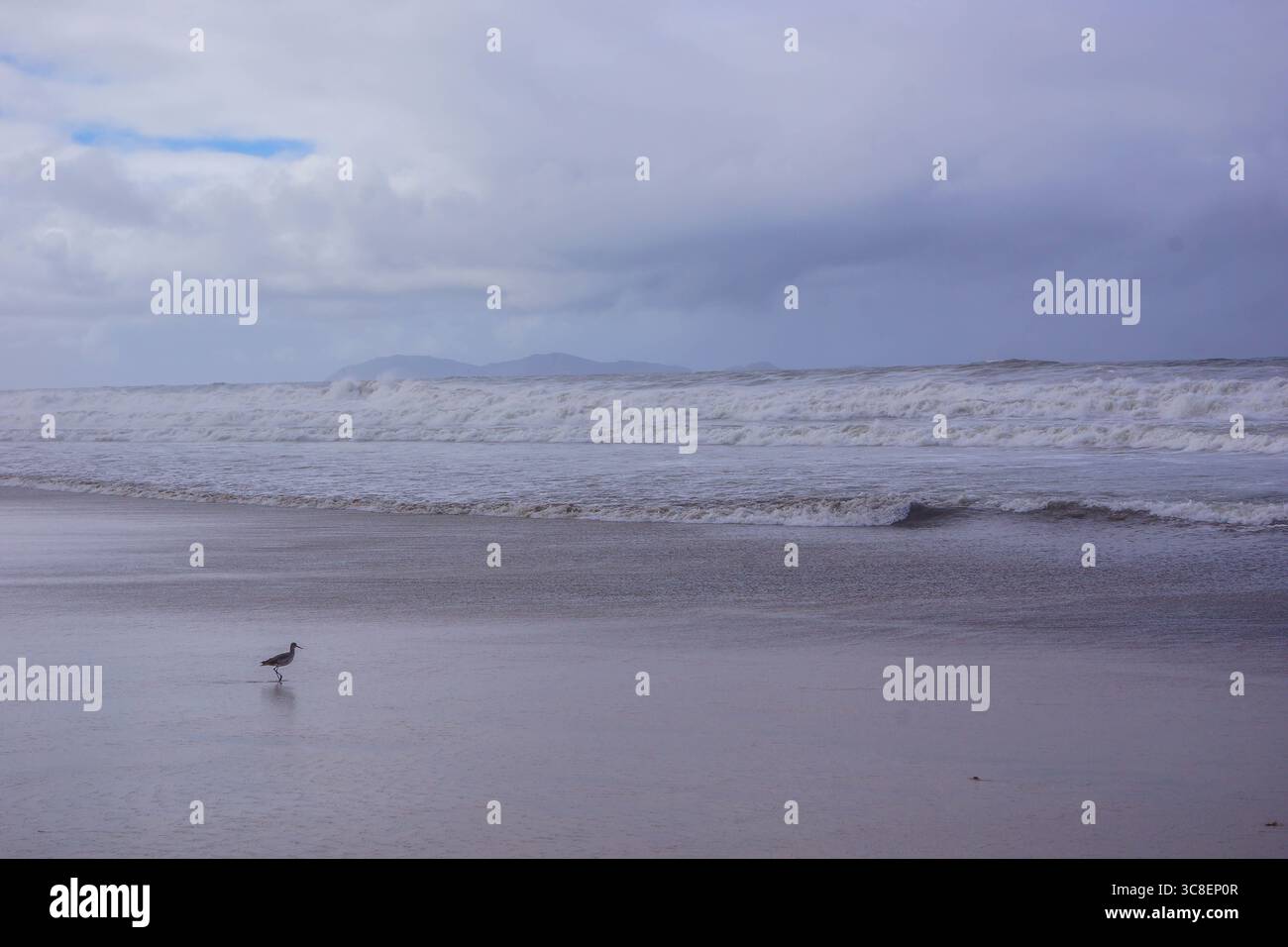 Un oiseau Willet solitaire se tient sur les rives brumeuses de Playas de Tijuana, au Mexique, avec des vagues s'écrasant sous un ciel nuageux du Pacifique. Banque D'Images