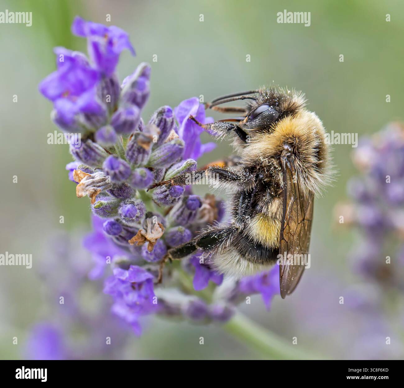 Vue rapprochée d'un bourdon sur une fleur de lavande Banque D'Images