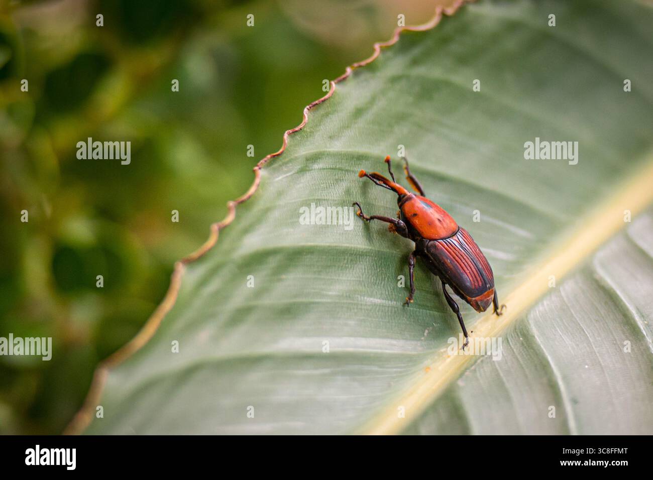 Gros plan d'un charançon de palmier rouge et noir (Rhynchophorus ferrugineus) sur une feuille tropicale verte, montrant des marques corporelles et une texture détaillées Banque D'Images