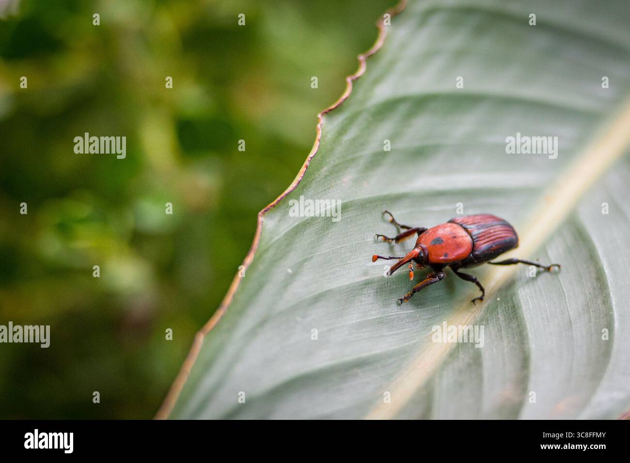 Gros plan d'un charançon de palmier rouge et noir (Rhynchophorus ferrugineus) sur une feuille tropicale verte, montrant des marques corporelles et une texture détaillées Banque D'Images