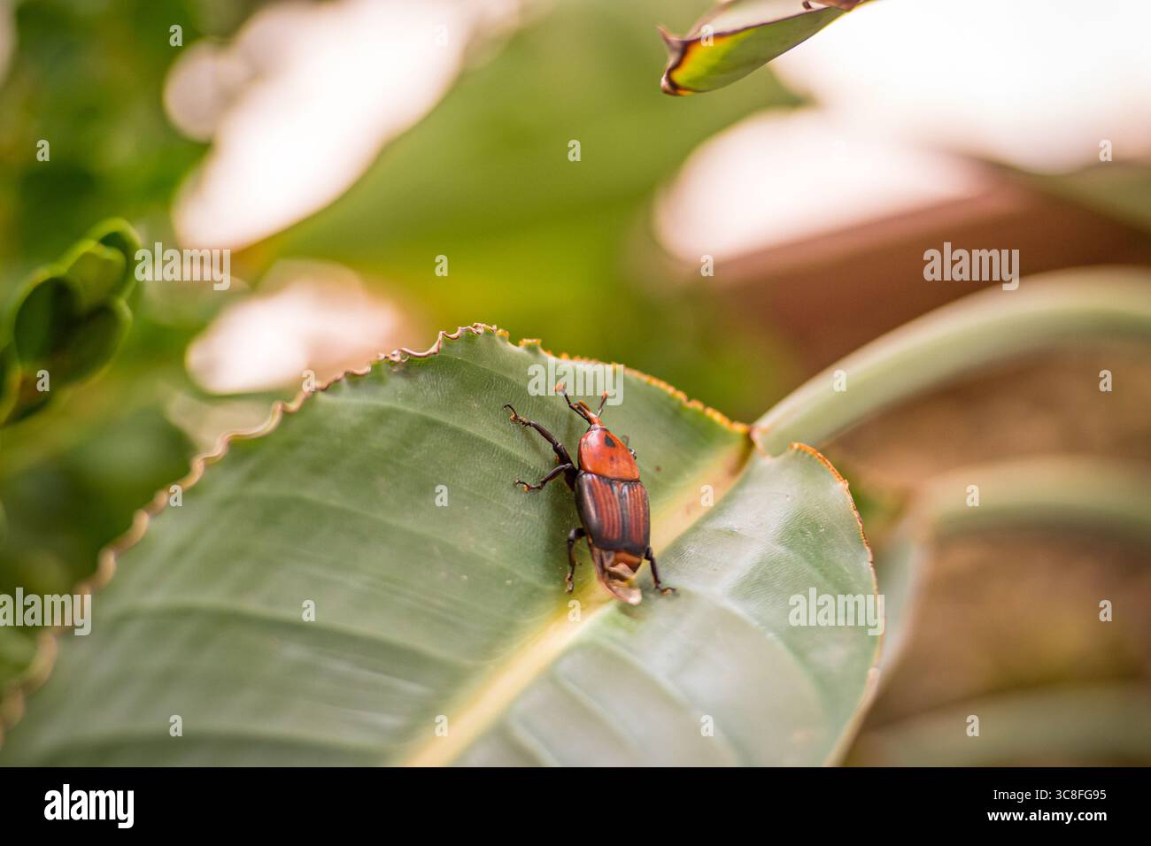 Gros plan d'un charançon de palmier rouge et noir (Rhynchophorus ferrugineus) sur une feuille tropicale verte, montrant des marques corporelles et une texture détaillées Banque D'Images