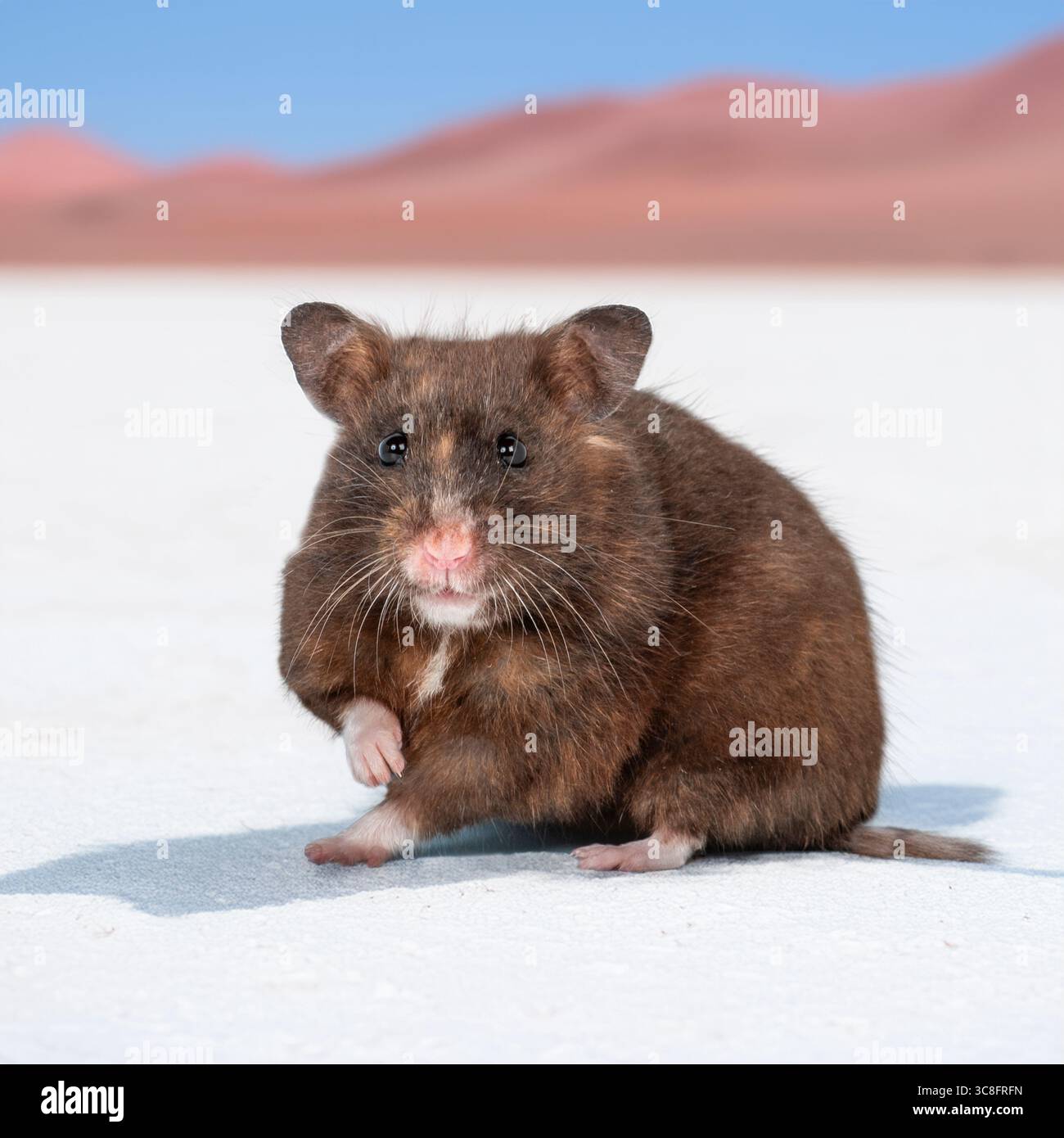 Hamster syrien dans le désert Banque D'Images
