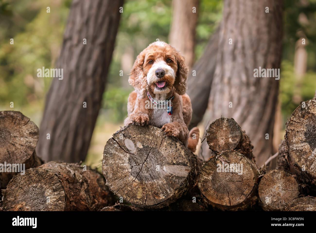 Abricot Cockapoo dans la forêt à Ascot UK Banque D'Images