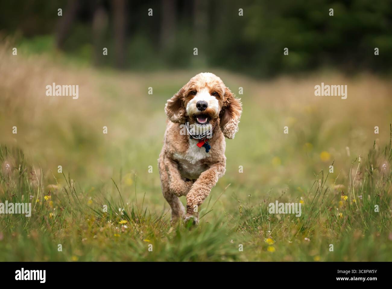 Abricot Cockapoo dans la forêt à Ascot UK Banque D'Images