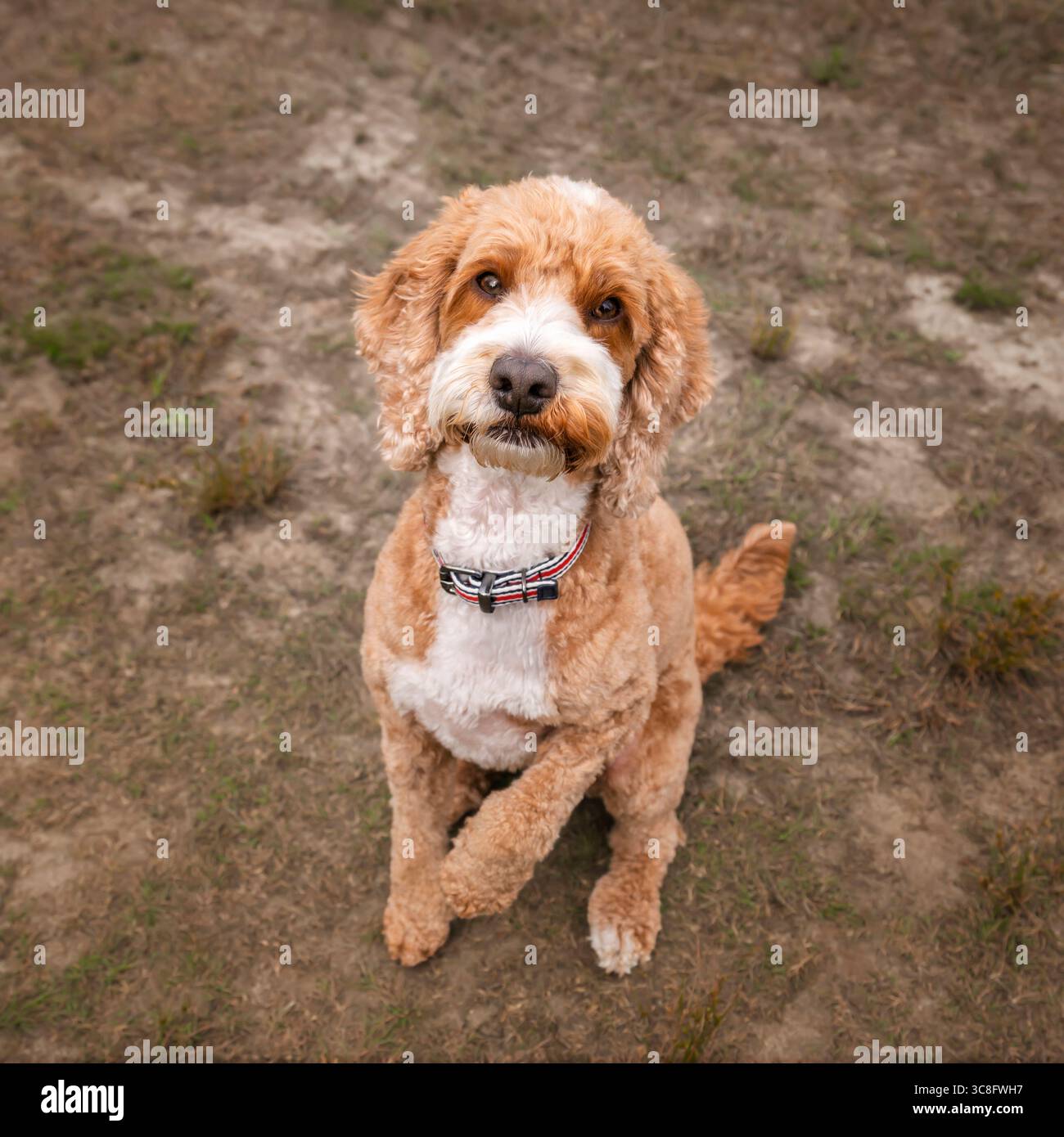 Abricot Cockapoo dans la forêt à Ascot UK Banque D'Images