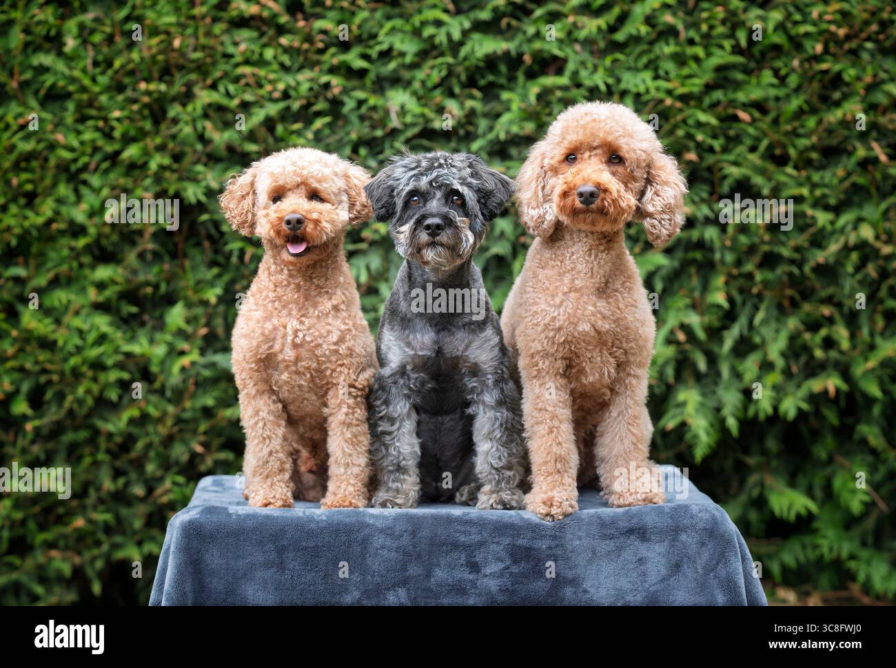 Une paire de caniches avec un Schnauzer posant sur une couverture dans le jardin Banque D'Images