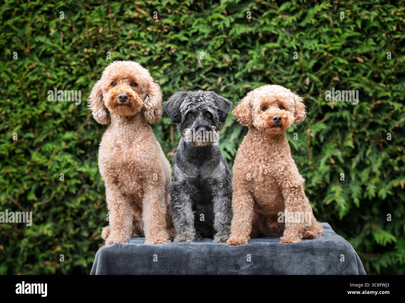 Une paire de caniches avec un Schnauzer posant sur une couverture dans le jardin Banque D'Images