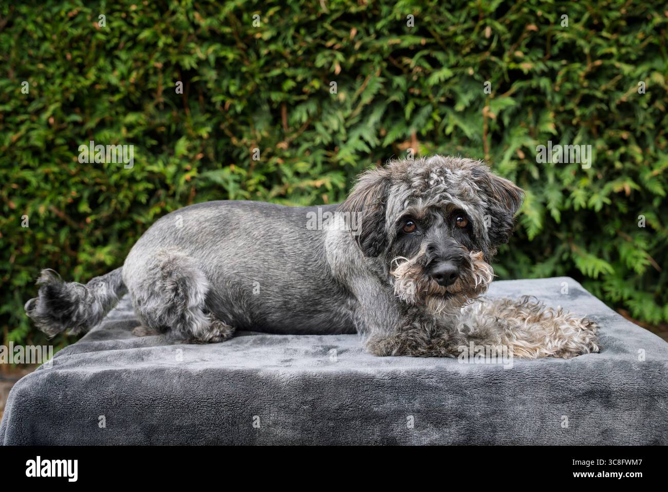 Un schnauzer noir posant sur une couverture dans le jardin Banque D'Images