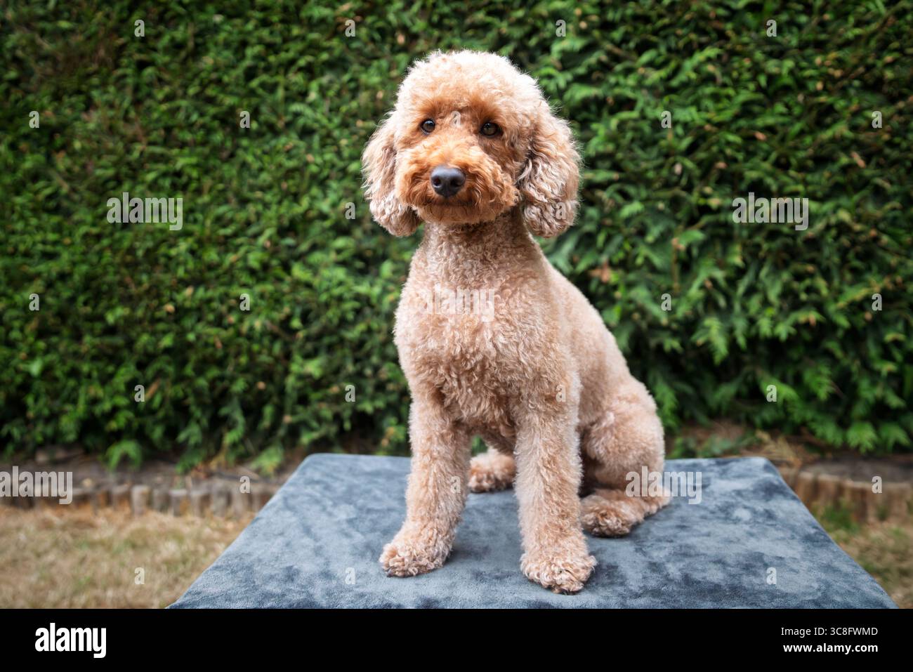 Un caniche posant sur une couverture dans le jardin Banque D'Images