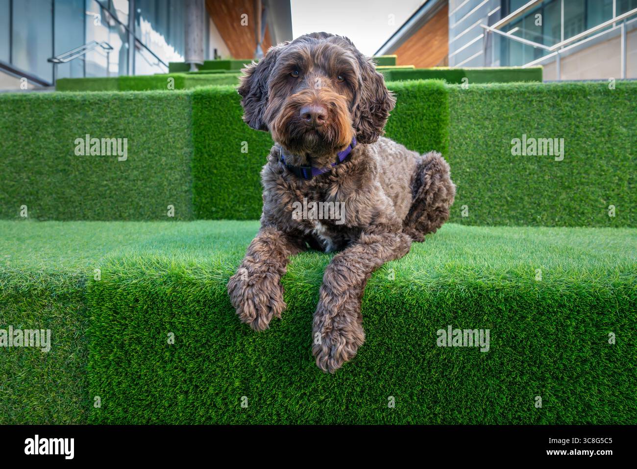 Chien brun Sprockapoo - Springer Cocker Poodle Cross - sur les marches du centre commercial de Bracknell Town Banque D'Images