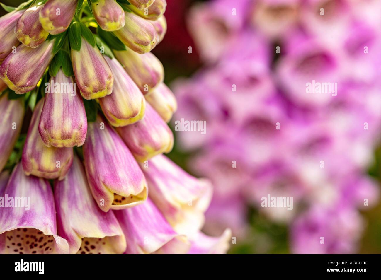 Naturel gros plan (mise au point restreinte) Portrait de plante à fleurs de Digitalis fleurit avec un peu d'espace négatif. Équilibre, caractère, composition, séduisant Banque D'Images