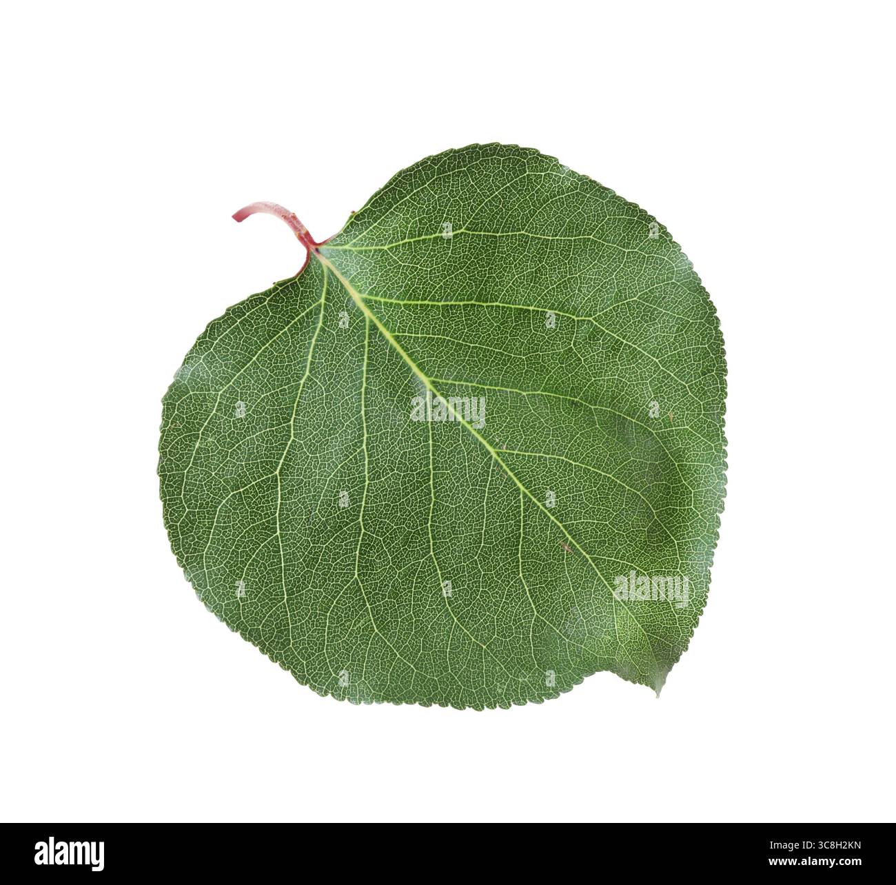 Une feuille d'abricot vert isolée sur blanc Banque D'Images