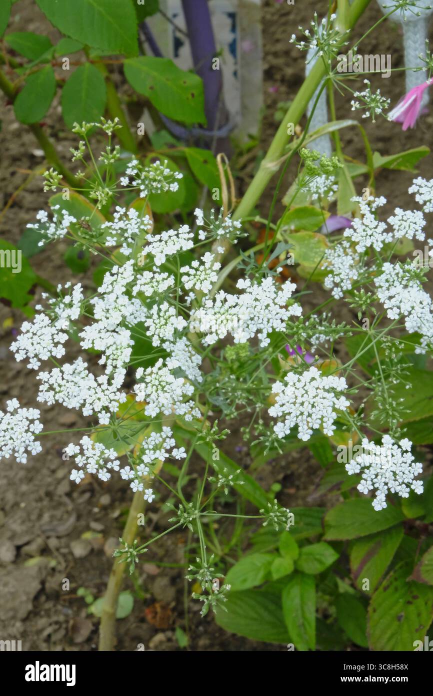 Délicats grappes de fleurs blanches de la dentelle de Bishop (Ammi majus) en fleurs, ajoutant texture douce et élégance à une bordure de jardin d'été. Banque D'Images