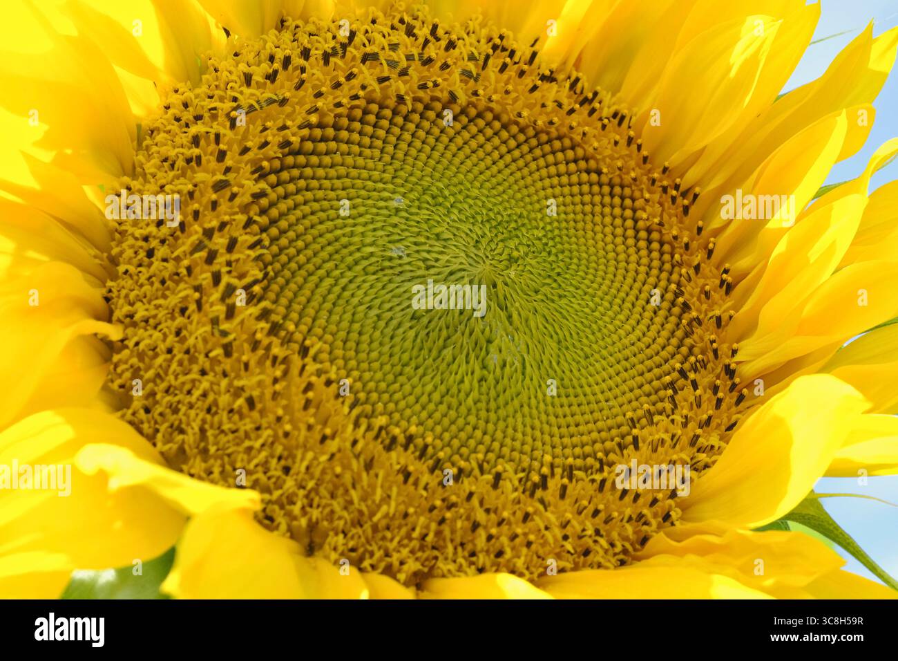 Gros plan d'un tournesol (Helianthus annuus) en pleine floraison, montrant le motif en spirale complexe des graines et des pétales jaune vif Banque D'Images