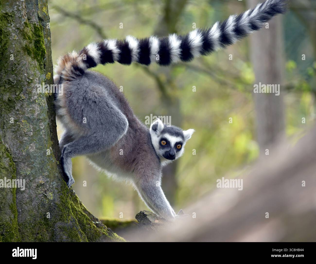 Lémurien à queue annulaire dans un arbre Banque D'Images