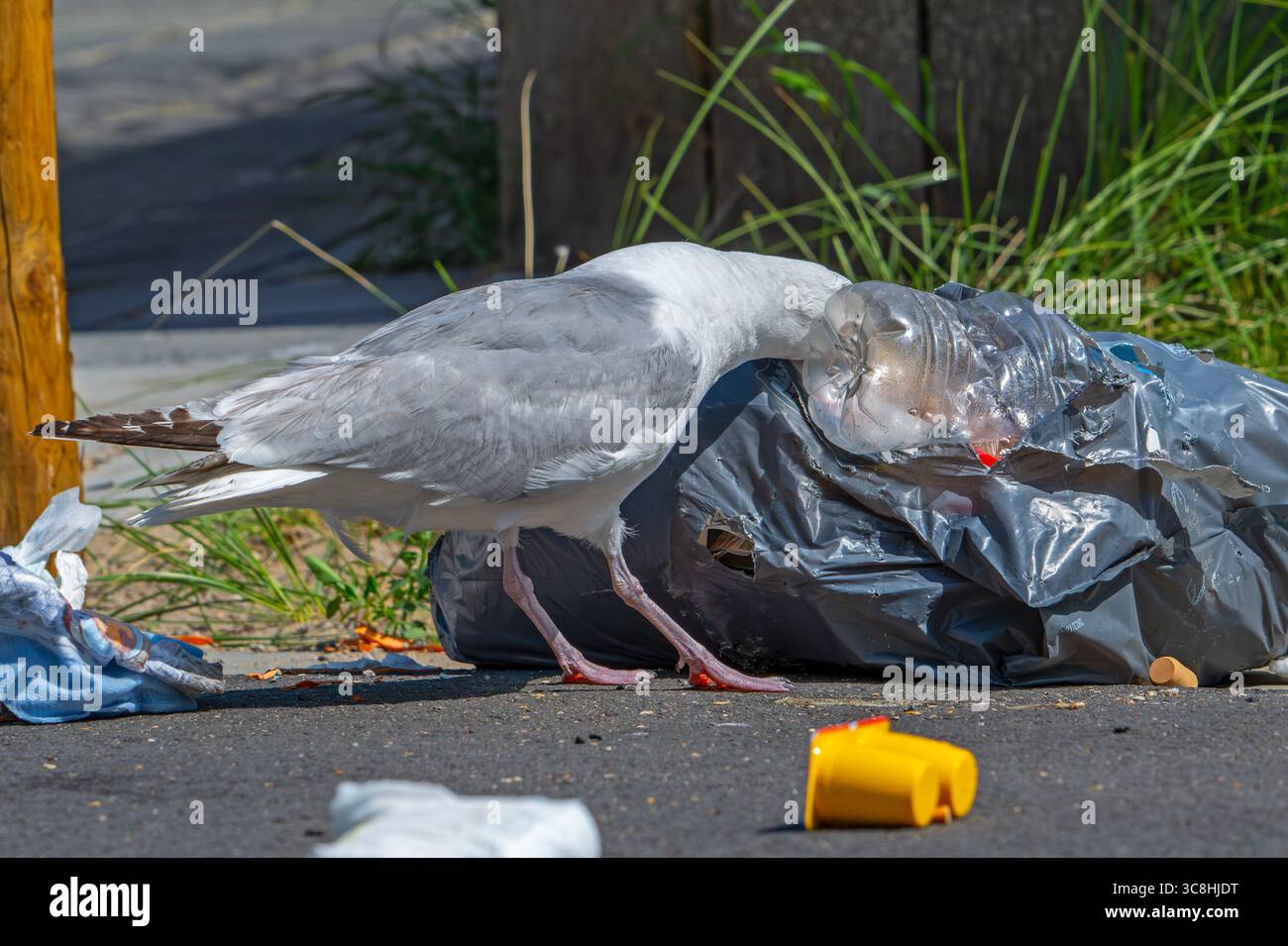 Nuisance des oiseaux par la mouette hareng déchirant le sac poubelle et se nourrissant des ordures, des ordures ménagères et des ordures laissant un désordre dans la rue dans la ville côtière Banque D'Images
