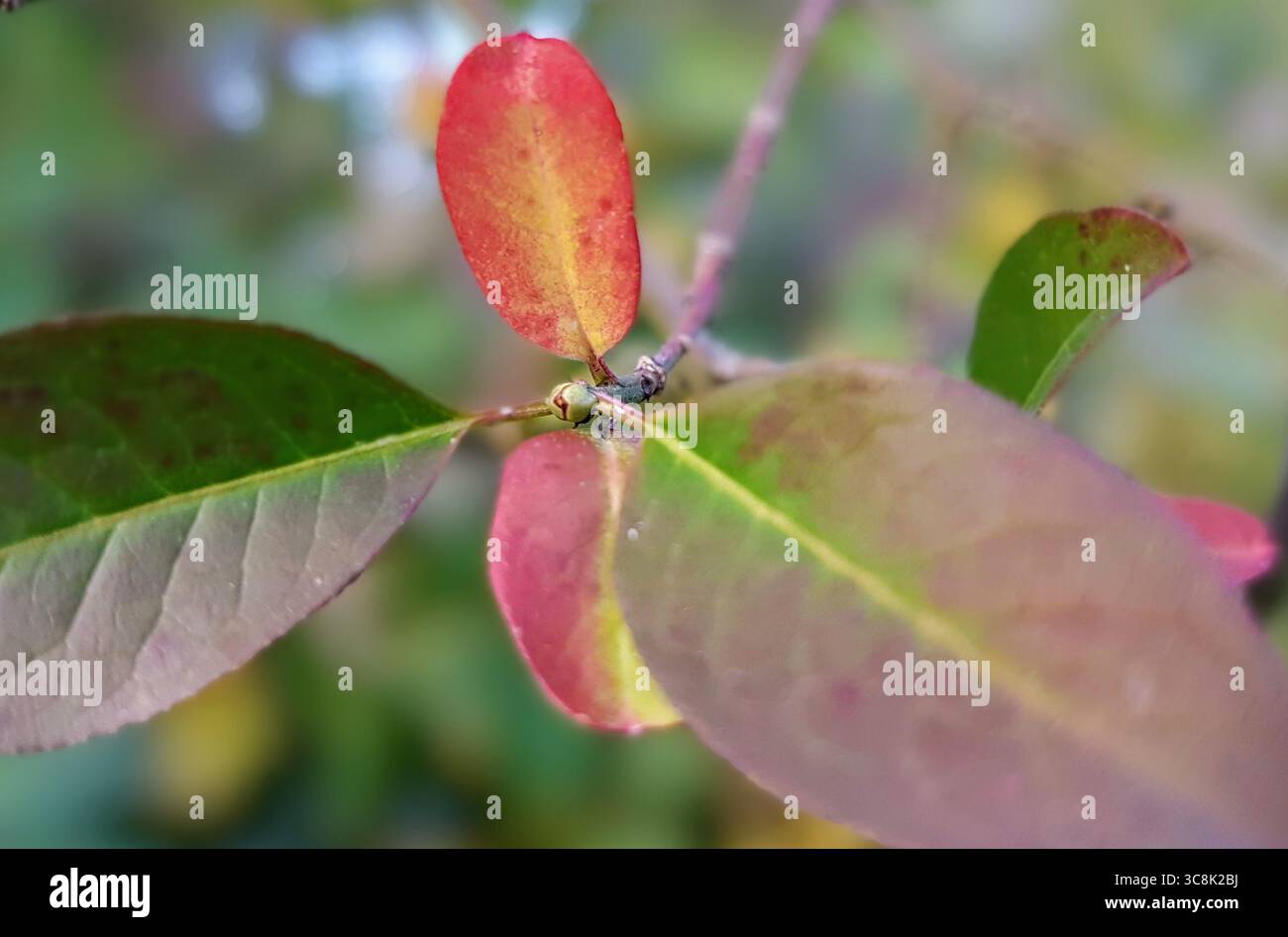 Gros plan de feuilles décolorées en automne avec des feuilles nettes et floues montrant des détails fins de feuilles et de branches dans des couleurs chaudes et douces d'automne Banque D'Images