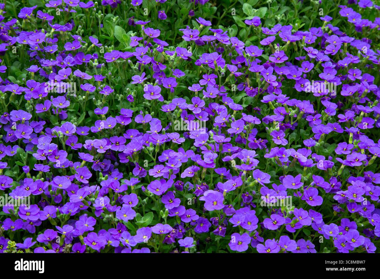 Tapis Aubrieta Deltoidea Purple Rock Cress Classic Spring Banque D'Images