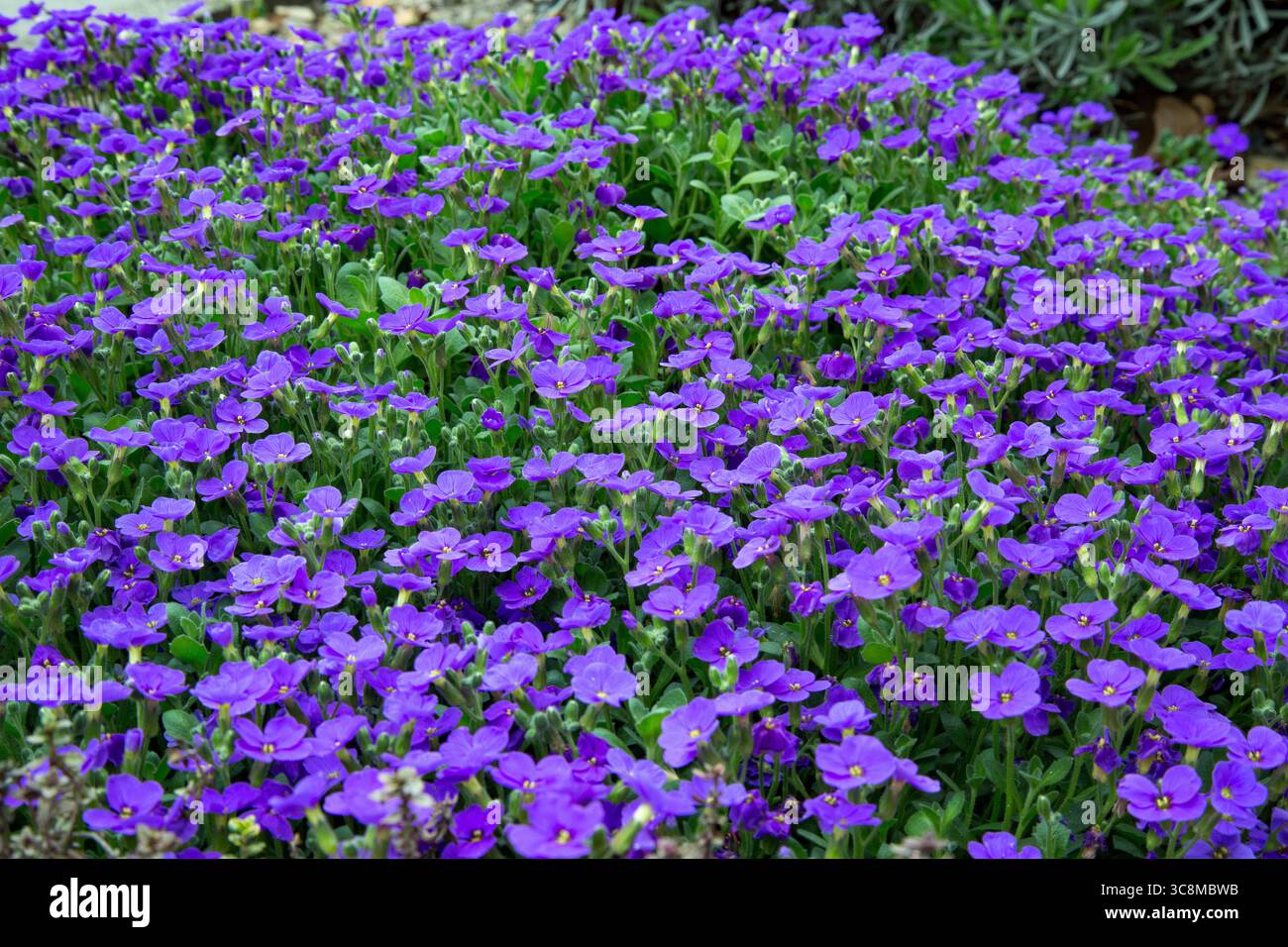 Présentoir de tapis Aubrieta Deltoidea Purple Rock Cress Banque D'Images