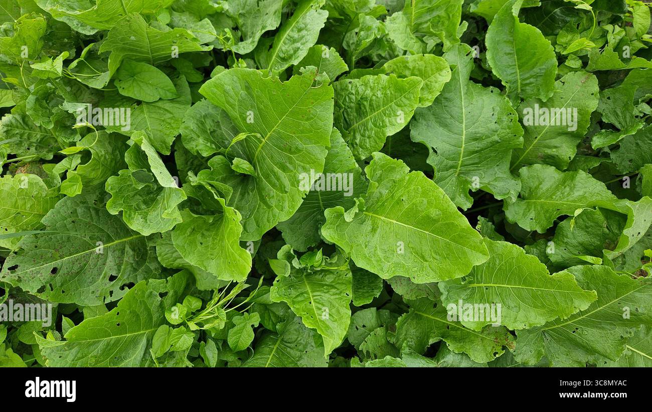 Fresh Green Leaves close-up.nature fond. - Image de stock capturée avec un smartphone