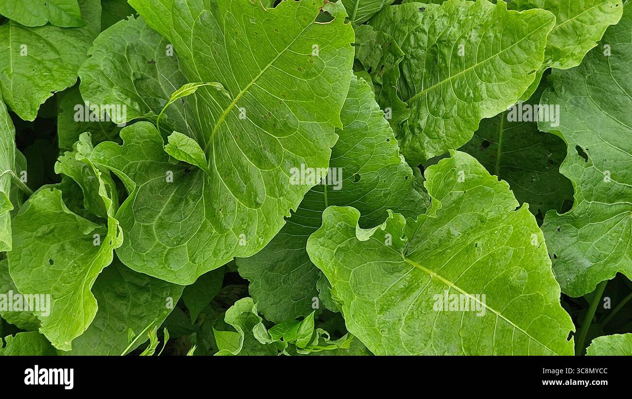 Fresh Green Leaves close-up.nature fond. - Image de stock capturée avec un smartphone