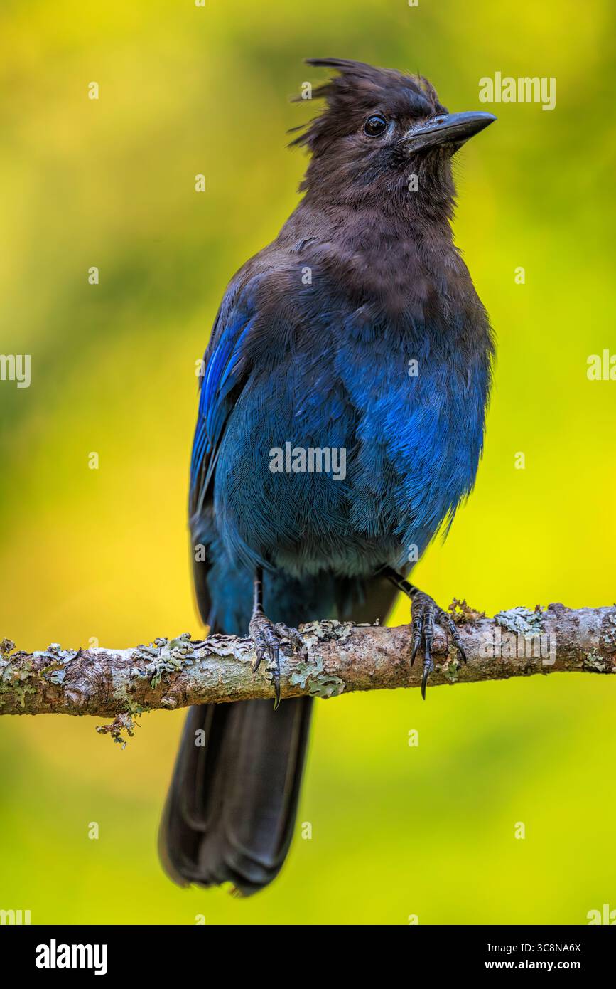 Gros plan d'un Jay de Steller (Cyanocitta stelleri) perché sur une branche, avec un fond jaune-vert doux Banque D'Images