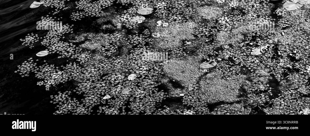 Vue de dessus d'une surface d'eau sombre recouverte de plantes aquatiques et d'asperges, créant un beau fond naturel avec un contraste élevé en monochrome Banque D'Images