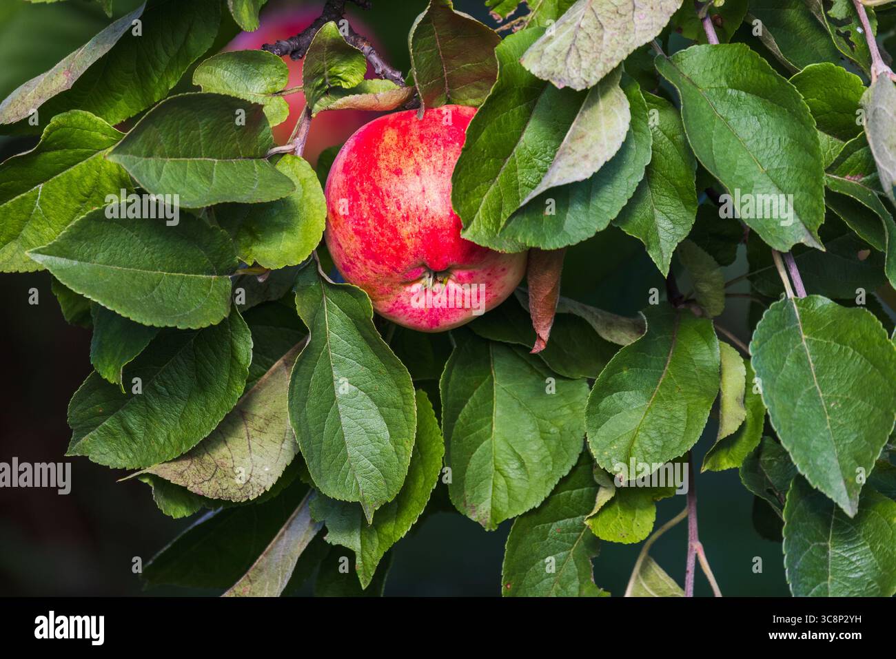 Une pomme rouge vibrante mûre et prête à être récoltée est entourée d'un feuillage vert luxuriant, illustrant la richesse saisonnière de la nature et l'essence de la santé Banque D'Images