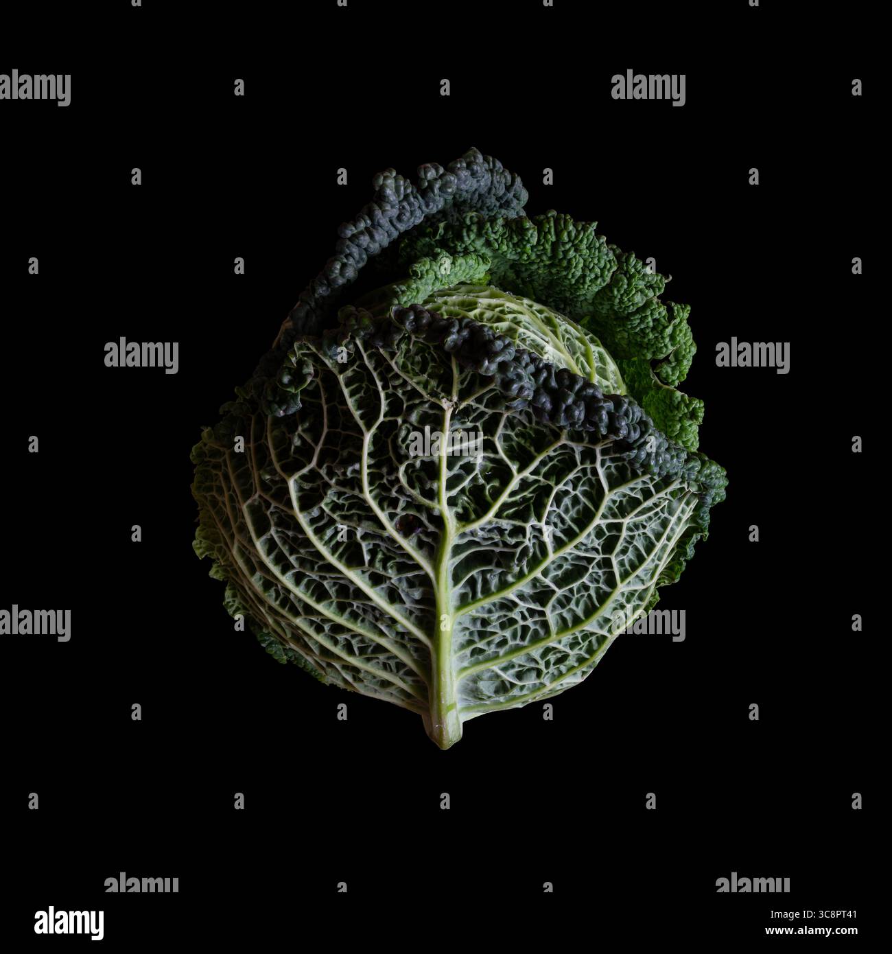 Chou de Savoie (Brassica oleracea var. sabauda), isolé. Un grand chou de Savoie enveloppé dans des feuilles. Fond noir Banque D'Images