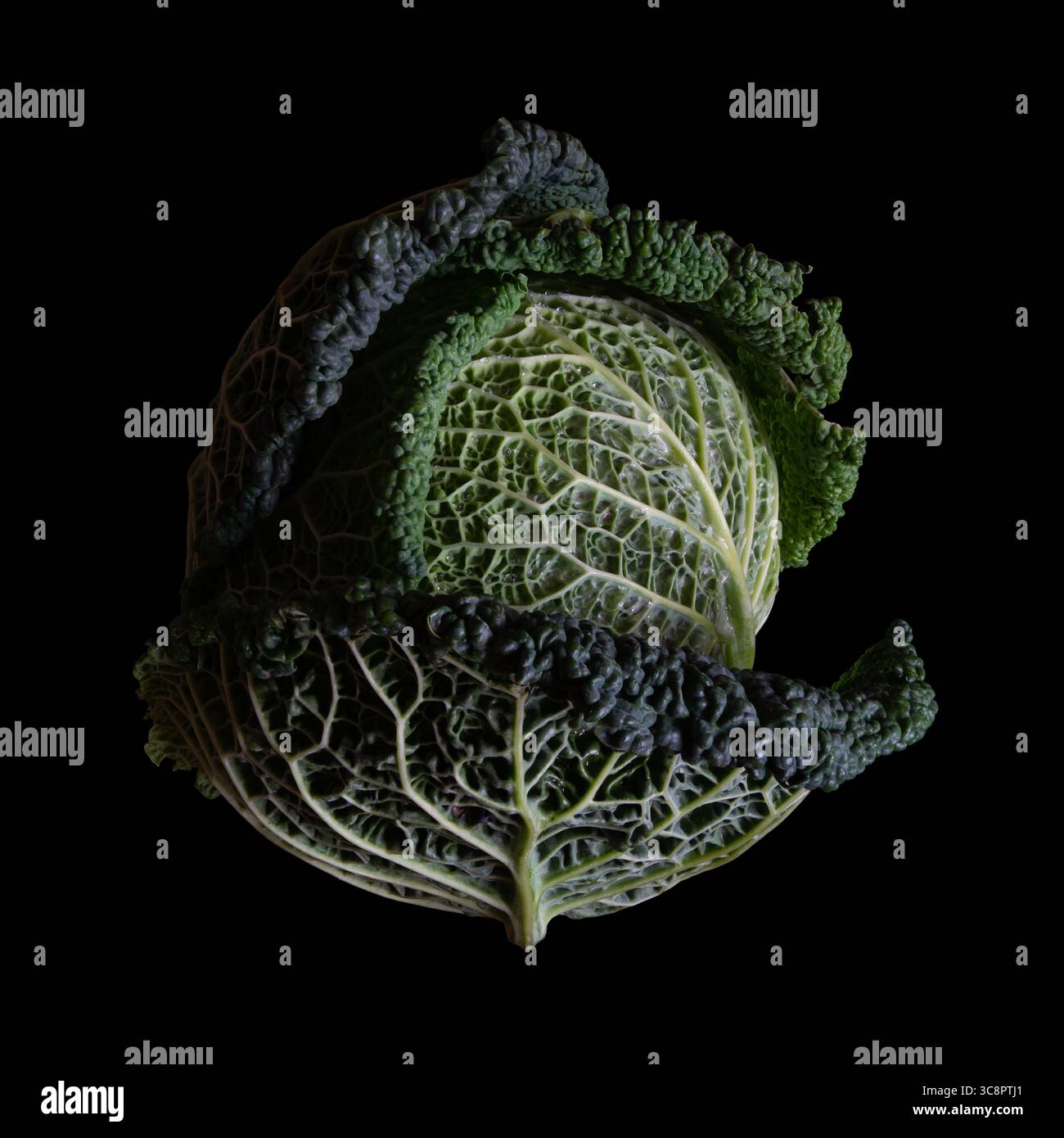 Chou de Savoie (Brassica oleracea var. sabauda), isolé. Un grand chou de Savoie enveloppé dans des feuilles. Fond noir Banque D'Images