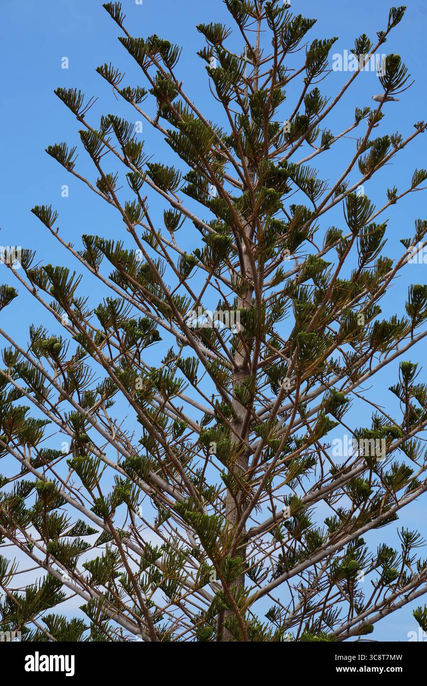 Vue portrait d’un pin de l’île Norfolk avec des branches vertes vives et un ciel bleu vif, soulignant la symétrie géométrique et naturelle de l’arbre. Banque D'Images