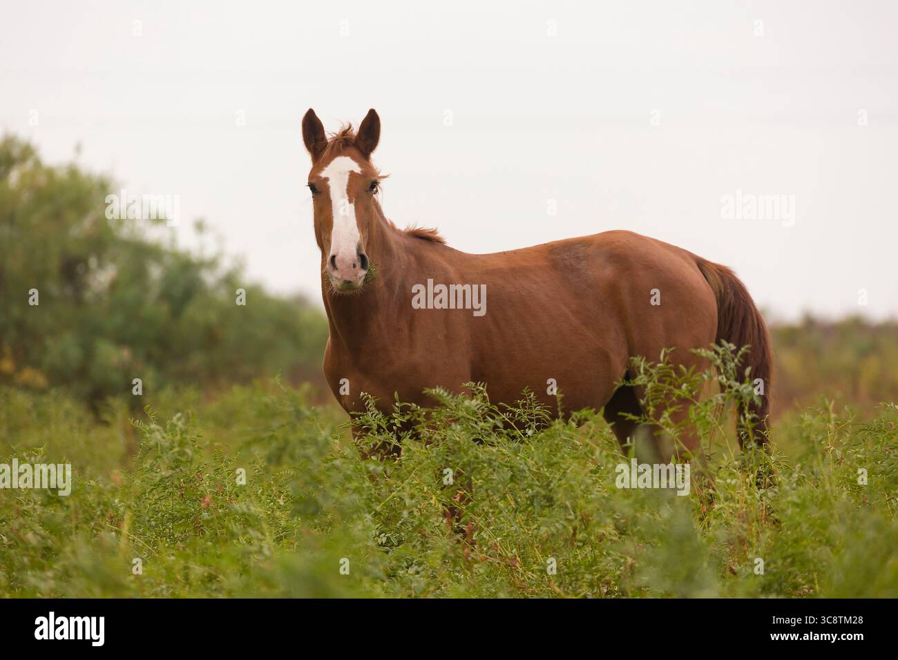 Beau cheval brun dans la prairie verte. Banque D'Images
